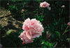 Anne Oveson