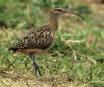 Bristle-thighed Curlew - Bird Species | Frinvelis jishebi | ფრინველის ჯიშები