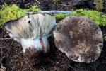 Russula densifolia - fungi species list A Z