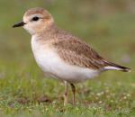 Mountain Plover - Bird Species | Frinvelis jishebi | ფრინველის ჯიშები