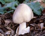 Volvariella speciosa - Fungi Species | sokos jishebi | სოკოს ჯიშები