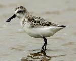Spoon-billed Sandpiper - Bird Species | Frinvelis jishebi | ფრინველის ჯიშები