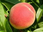 Starfire | Peach Species 
