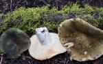 Russula aeruginea  - fungi species list A Z