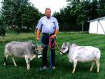 Miniature Cattle | Cow | Cow Breeds