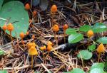 Mycena strobilinoides - Fungi Species | sokos jishebi | სოკოს ჯიშები