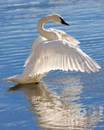 Trumpeter Swan - Bird Species | Frinvelis jishebi | ფრინველის ჯიშები