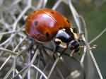 Eyed - Ladybird species | CHIAMAIAS JISHEBI | ჭიამაიას ჯიშები