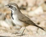 Black-throated Sparrow - Bird Species | Frinvelis jishebi | ფრინველის ჯიშები