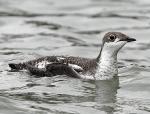 Long-billed Murrelet - Bird Species | Frinvelis jishebi | ფრინველის ჯიშები