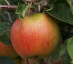 Cox's Orange Pippin - Apple Varieties list a - z  