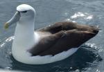 Black-browed Albatross - Bird Species | Frinvelis jishebi | ფრინველის ჯიშები