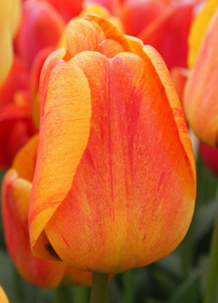 Beauty of Apeldoorn -                                                         Tulip Species | TITA | ტიტა                                                        