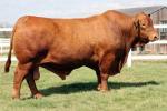 Red Brangus | Cow | Cow Breeds