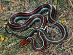 Thamnophis sirtalis tetrataenia - San Francisco Gartersnake - Snake Species | Gveli | გველი