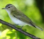Red-eyed Vireo - Bird Species | Frinvelis jishebi | ფრინველის ჯიშები