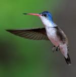Violet-crowned Hummingbird - Bird Species | Frinvelis jishebi | ფრინველის ჯიშები