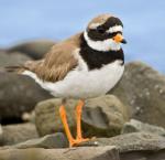 Common Ringed Plover - Bird Species | Frinvelis jishebi | ფრინველის ჯიშები