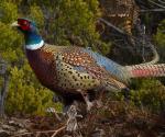 Ring-necked Pheasant - Bird Species | Frinvelis jishebi | ფრინველის ჯიშები