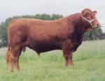 South Devon | Cow | Cow Breeds