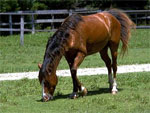 Banker Horse | Horse | Horse Breeds