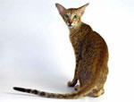 Oriental | Cat | Cat Breeds