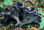 Polyozellus multiplex - Fungi Species