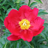 America -                                                                                                                 Peonies Varieties | PIONI | პიონი