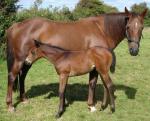 Argentine Polo Pony | Horse | Horse Breeds