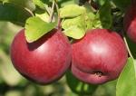 McIntosh - Apple Varieties list a - z  