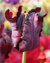 Black Parrot -                                                         Tulip Species | TITA | ტიტა                                                        