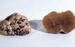 Hymenogaster utriculatus - Fungi Species | sokos jishebi | სოკოს ჯიშები