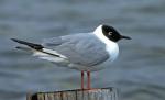 Bonaparte's Gull - Bird Species | Frinvelis jishebi | ფრინველის ჯიშები