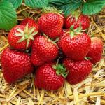 Florence | Strawberry Species 