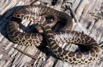 Coluber constrictor flaviventris - Eastern Yellow-bellied Racer | Snake Species