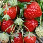 Fenella - Strawberry  Varieties List list a - z  