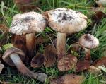 Inocybe fraudans - Fungi Species