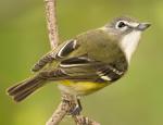 Blue-headed Vireo - Bird Species | Frinvelis jishebi | ფრინველის ჯიშები