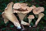 Turbinellus kauffmanii  - Fungi Species | sokos jishebi | სოკოს ჯიშები