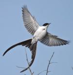 Fork-tailed Flycatcher - Bird Species | Frinvelis jishebi | ფრინველის ჯიშები