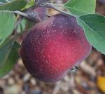 Arkansas Black - Apple Varieties list a - z  