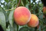 Redskin | Peach Species 