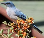 Mexican Jay - Bird Species | Frinvelis jishebi | ფრინველის ჯიშები