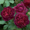 Munstead Wood - Rose Varieties | VARDI |  ვარდი                                                                                                                
