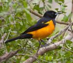 Black-vented Oriole - Bird Species | Frinvelis jishebi | ფრინველის ჯიშები