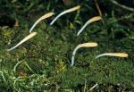 Multiclavula mucida - Fungi Species
