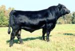 Balancer - COW BREEDS | DZROXIS JISHEBI | ძროხის ჯიშები
