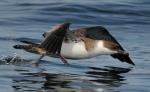 Black-vented Shearwater - Bird Species | Frinvelis jishebi | ფრინველის ჯიშები