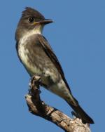 Olive-sided Flycatcher - Bird Species | Frinvelis jishebi | ფრინველის ჯიშები