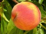 PF 23 Flamin Fury | Peach Species 